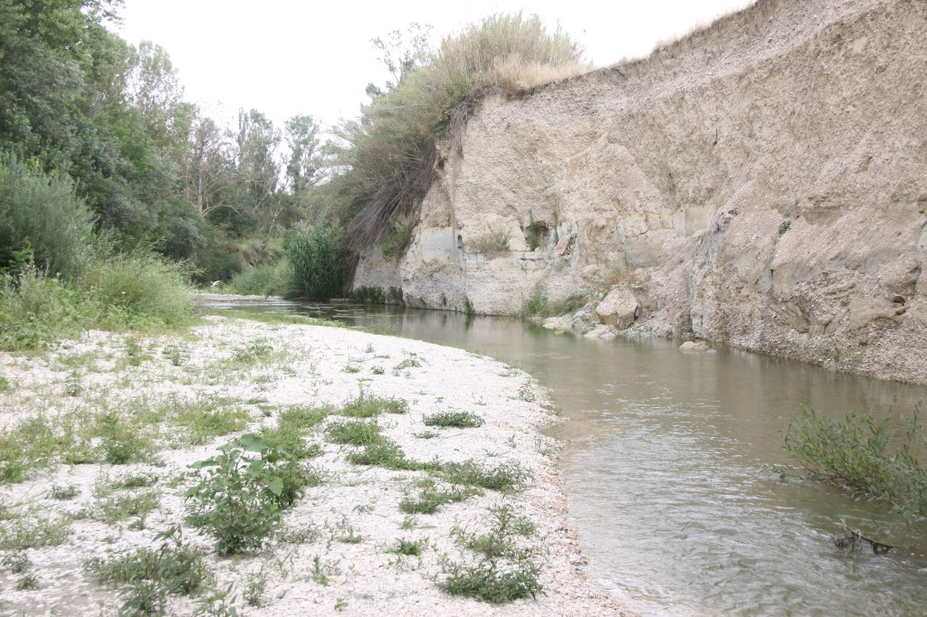 05 – Foresta&nbsp;Fossile