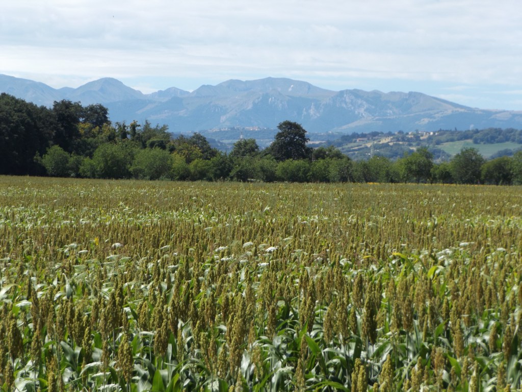 21 bis – Viale dei&nbsp;Gelsi